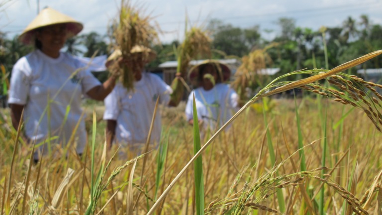 Upaya ICCTF Menanam Padi di Tanah Nusa Tenggara Timur 