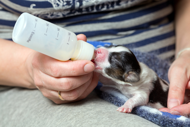 Animal Sanctuary Trust Indonesia (ASTI) Lawan Kepunahan Hewan di Indonesia