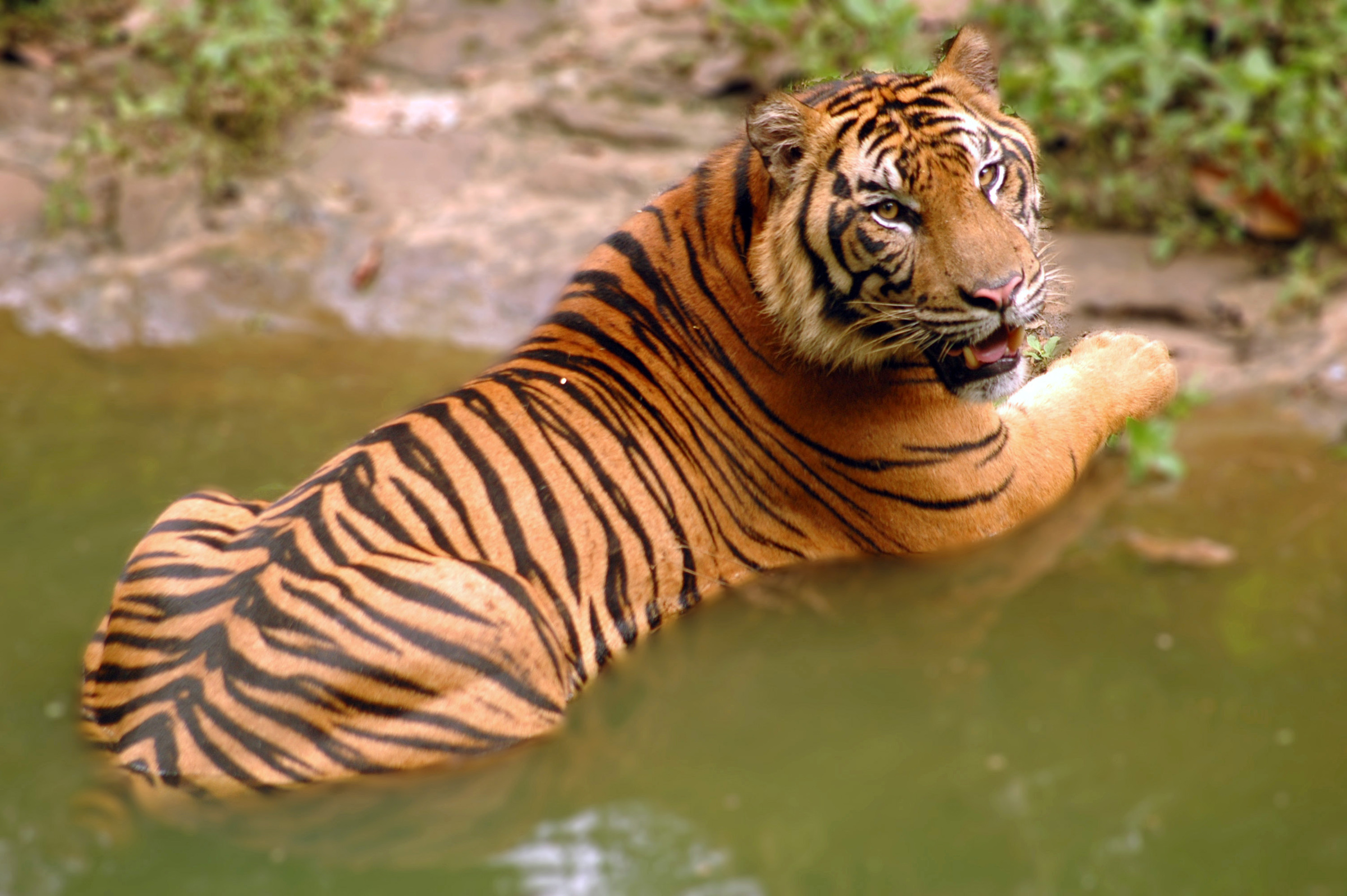 Selamatkan Harimau Sumatera dengan Tepuk Tangan