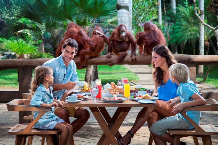 Pengalaman Sarapan Bersama Orangutan dan Gajah di Bali Zoo