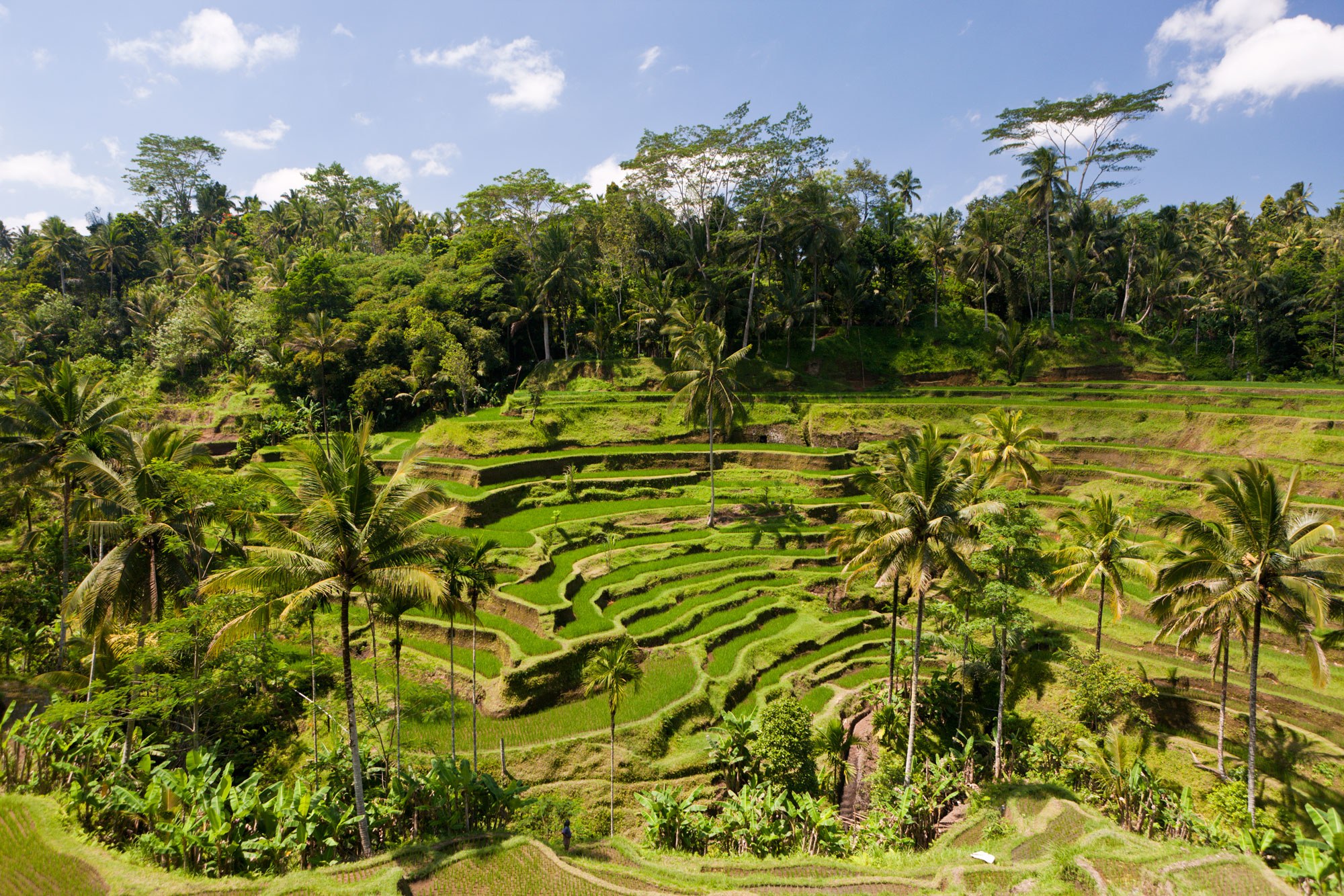 Ubud Bali Termasuk 15 Kota Terbaik di Dunia