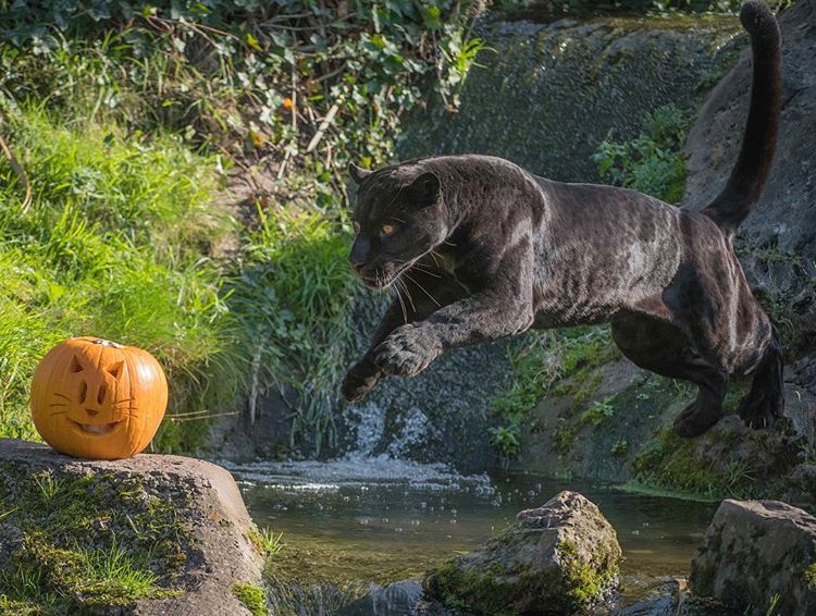 Simak Bagaimana Hewan-hewan di Kebun Binatang Chester Merayakan Halloween