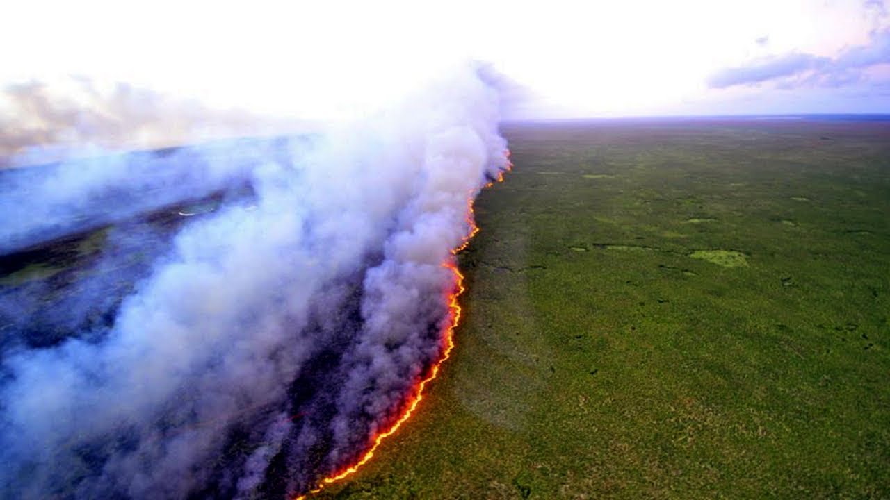 5 Fakta tentang Dampak dan Penyebab Kebakaran Hutan Amazon