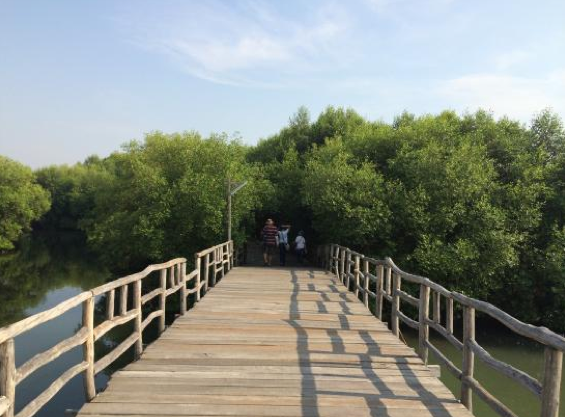 Wajah Jakarta yang Berbeda di Hutan Bakau Pantai Indah Kapuk